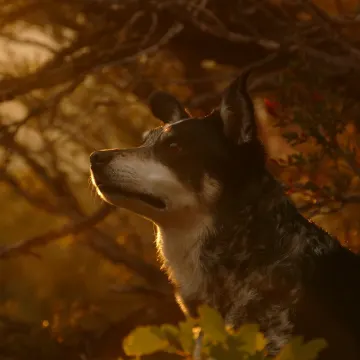 Dog sitting underneath a tree and looking up.